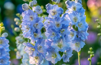 Delphinium grandiflora