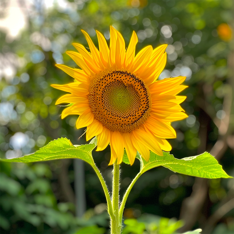 Girasole